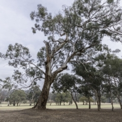 Eucalyptus melliodora (Yellow Box) at Garran, ACT - 15 Dec 2019 by JonSteinbeck