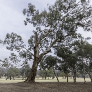 Eucalyptus melliodora at Federal Golf Course - 15 Dec 2019