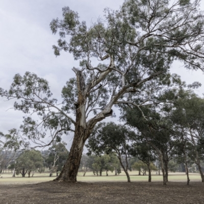 Eucalyptus melliodora (Yellow Box) at Federal Golf Course - 14 Dec 2019 by BIrdsinCanberra