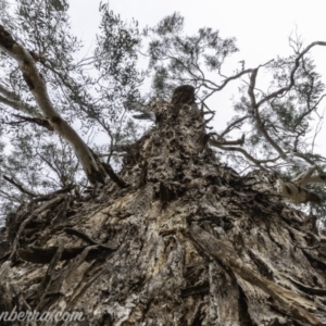 Eucalyptus melliodora at Garran, ACT - 15 Dec 2019