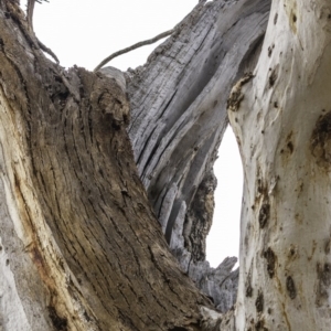 Eucalyptus melliodora at Garran, ACT - 15 Dec 2019