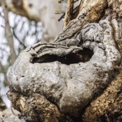 Eucalyptus melliodora at Federal Golf Course - 15 Dec 2019 07:37 AM