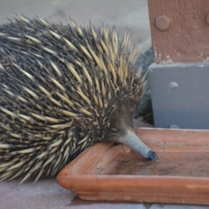 Tachyglossus aculeatus at Wamboin, NSW - 6 Oct 2019 07:09 PM