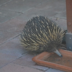 Tachyglossus aculeatus at Wamboin, NSW - 6 Oct 2019 07:09 PM