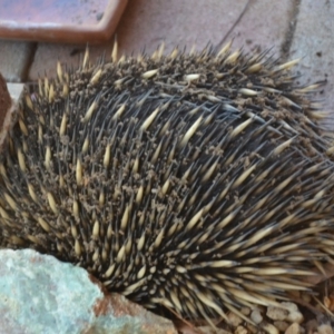 Tachyglossus aculeatus at Wamboin, NSW - 6 Oct 2019 07:09 PM