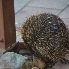 Tachyglossus aculeatus at Wamboin, NSW - 6 Oct 2019 07:09 PM