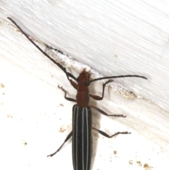 Syllitus rectus (Longhorn beetle) at Ainslie, ACT - 15 Dec 2019 by jb2602