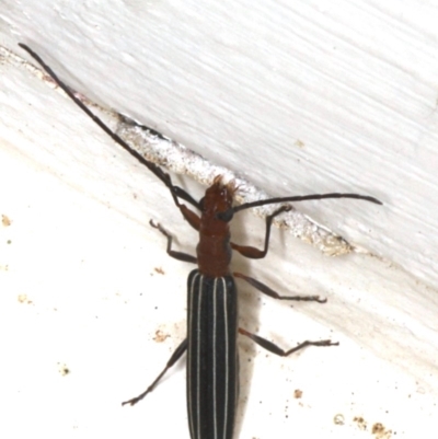 Syllitus rectus (Longhorn beetle) at Ainslie, ACT - 15 Dec 2019 by jb2602