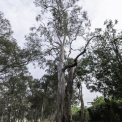 Eucalyptus globulus subsp. bicostata (Southern Blue Gum, Eurabbie) at Garran, ACT - 15 Dec 2019 by JonSteinbeck