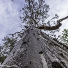 Eucalyptus globulus subsp. bicostata at Garran, ACT - 15 Dec 2019