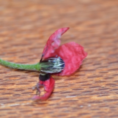 Papaver hybridum (Rough Poppy) at Wamboin, NSW - 7 Oct 2019 by natureguy