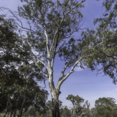 Eucalyptus blakelyi (Blakely's Red Gum) at Garran, ACT - 15 Dec 2019 by BIrdsinCanberra