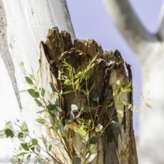 Eucalyptus blakelyi at Garran, ACT - 15 Dec 2019
