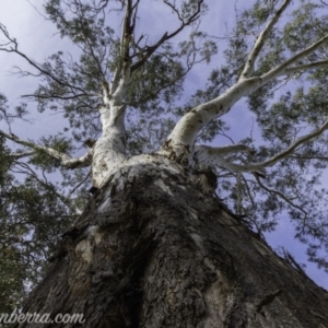 Eucalyptus blakelyi at Garran, ACT - 15 Dec 2019 08:29 AM