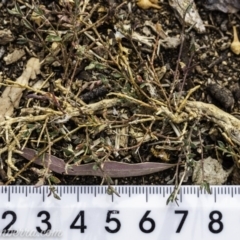 Einadia nutans (Climbing Saltbush) at Federal Golf Course - 14 Dec 2019 by BIrdsinCanberra