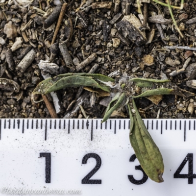 Plantago lanceolata (Ribwort Plantain, Lamb's Tongues) at Garran, ACT - 15 Dec 2019 by BIrdsinCanberra