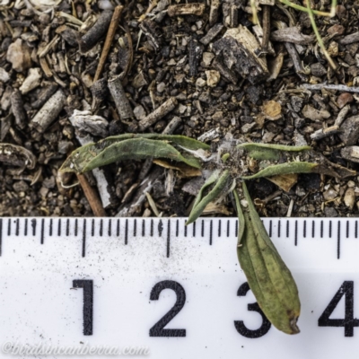 Plantago lanceolata (Ribwort Plantain, Lamb's Tongues) at Federal Golf Course - 14 Dec 2019 by BIrdsinCanberra