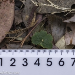 Hydrocotyle laxiflora (Stinking Pennywort) at Federal Golf Course - 14 Dec 2019 by BIrdsinCanberra