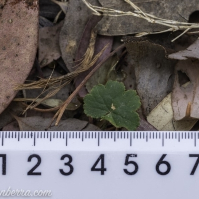 Hydrocotyle laxiflora (Stinking Pennywort) at Garran, ACT - 15 Dec 2019 by BIrdsinCanberra