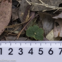 Hydrocotyle laxiflora (Stinking Pennywort) at Garran, ACT - 14 Dec 2019 by BIrdsinCanberra