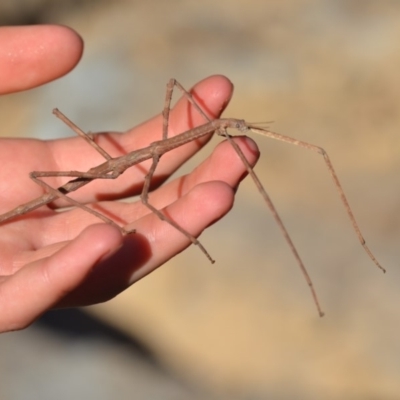 Phasmatodea (order) (Unidentified stick insect) at QPRC LGA - 14 Oct 2019 by natureguy