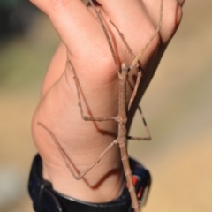 Phasmatodea (order) at Wamboin, NSW - 14 Oct 2019