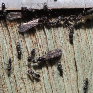 Ochetellus sp. (genus) at Acton, ACT - 8 Dec 2019