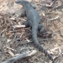 Varanus rosenbergi (Heath or Rosenberg's Monitor) at Namadgi National Park - 8 Dec 2019 by JBrickhill