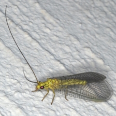 Italochrysa sp. (genus) (A Green Lacewing) at Ainslie, ACT - 15 Dec 2019 by jb2602