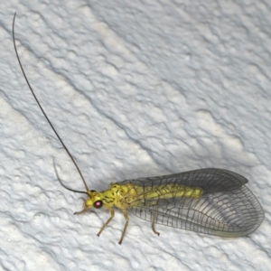 Italochrysa sp. (genus) at Ainslie, ACT - 15 Dec 2019