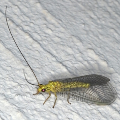 Italochrysa sp. (genus) (A Green Lacewing) at Ainslie, ACT - 15 Dec 2019 by jbromilow50