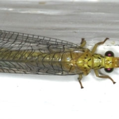 Italochrysa sp. (genus) at Ainslie, ACT - 15 Dec 2019