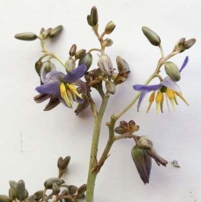 Dianella sp. aff. longifolia (Benambra) (Pale Flax Lily, Blue Flax Lily) at Hughes, ACT - 16 Nov 2019 by ruthkerruish