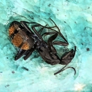 Camponotus aeneopilosus at Aranda, ACT - 16 Dec 2019