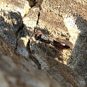 Chalcididae (family) at Aranda, ACT - 16 Dec 2019