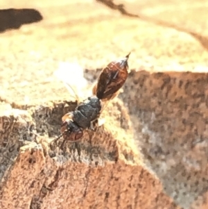 Chalcididae (family) at Aranda, ACT - 16 Dec 2019