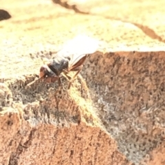 Chalcididae (family) at Aranda, ACT - 16 Dec 2019 05:50 PM