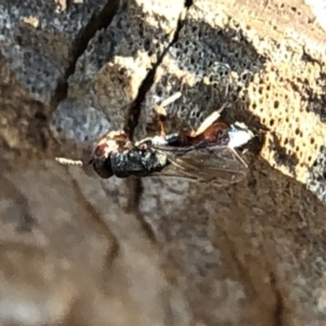 Chalcididae (family) at Aranda, ACT - 16 Dec 2019 05:50 PM