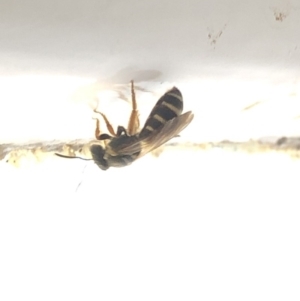 Lasioglossum (Chilalictus) sp. (genus & subgenus) at Aranda, ACT - 16 Dec 2019 03:07 PM