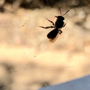 Lasioglossum (Chilalictus) sp. (genus & subgenus) at Aranda, ACT - 16 Dec 2019 03:07 PM