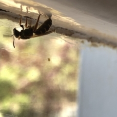 Lasioglossum (Chilalictus) sp. (genus & subgenus) at Aranda, ACT - 16 Dec 2019 03:07 PM