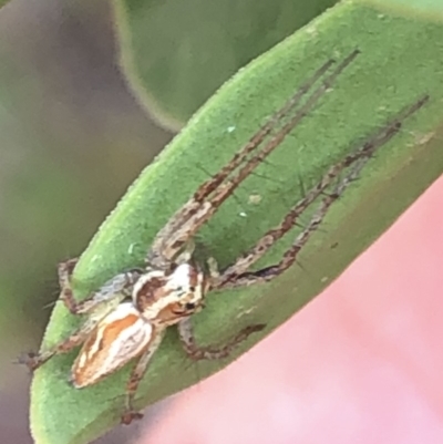 Oxyopes (genus) (Lynx spider) at Aranda, ACT - 16 Dec 2019 by Jubeyjubes