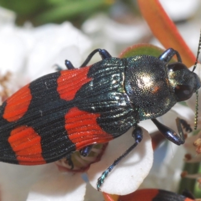 Castiarina interstincta (A jewel beetle) at Namadgi National Park - 15 Dec 2019 by Harrisi