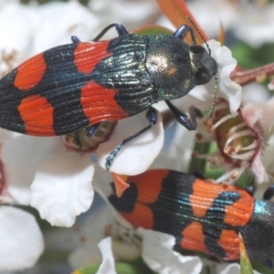 Castiarina interstincta at Cotter River, ACT - 15 Dec 2019 11:34 PM