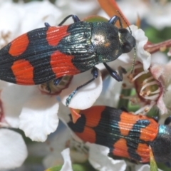 Castiarina interstincta at Cotter River, ACT - 15 Dec 2019