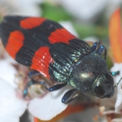 Castiarina interstincta at Cotter River, ACT - 15 Dec 2019 11:34 PM