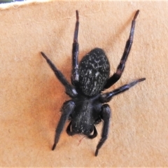 Badumna insignis (Black House Spider) at Wanniassa, ACT - 16 Dec 2019 by JohnBundock