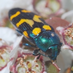 Castiarina flavopicta (Flavopicta jewel beetle) at Cotter River, ACT - 15 Dec 2019 by Harrisi