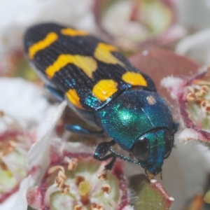 Castiarina flavopicta at Cotter River, ACT - 15 Dec 2019 11:48 AM