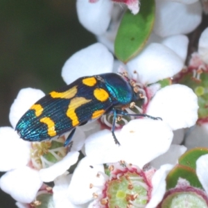 Castiarina flavopicta at Cotter River, ACT - 15 Dec 2019 11:48 AM